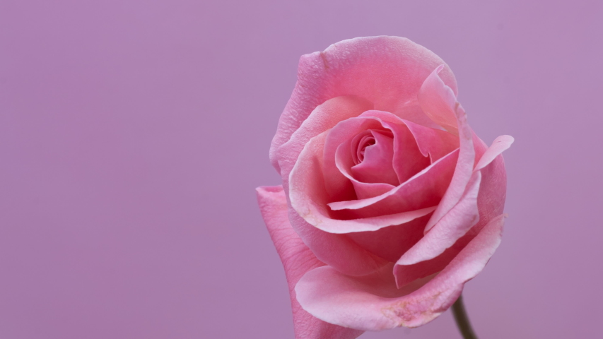 Rose on a pink background, timelapse, 4k, Valentine's day, wedding background