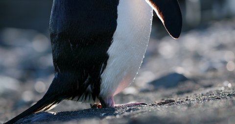 CU Chinstrap Penguin (Pygoscelis antarcticus) walking at Half Moon Island / South Shetland Islands, Antarctic Peninsula, Antarctica