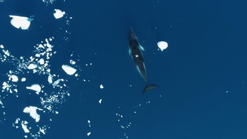AERIAL MS Minke Whale (Balaenoptera acutorostrata) swimming in Cierva Cove / Antarctic Peninsula, Antarctica
