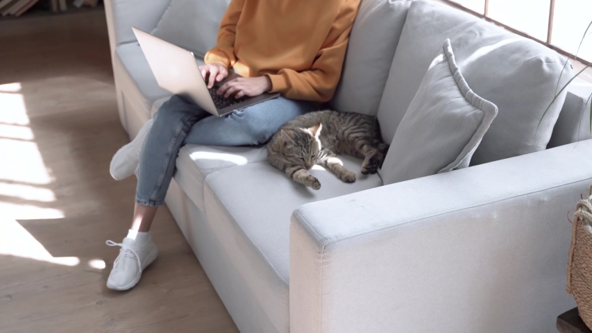 Young hispanic latin teen girl student, young woman remote worker using laptop working studying online from home office sit on sofa with cute cat pet doing freelance distance work in sunny cozy flat. Royalty-Free Stock Footage #1053275741
