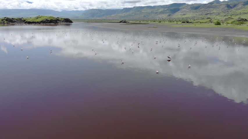 Pink Lesser Flamingos at Lake Natron with volcano on background in Rift valley, Tanzania
