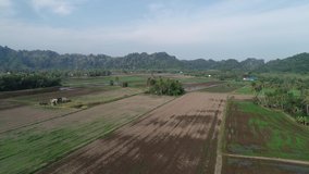 aerial footage of The beautiful paddy field with a presence of limestone hills at the background in Perlis, Malaysia. Footage in 4K Quality. 
