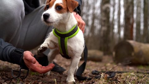 portrait of a white dog in the forest. the owner sits on his haunches and holds the puppy by the harness. low angle of view