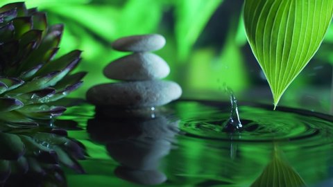 Concept: relaxation, wellness, body care, spa, aromatherapy. Macro succulents and stones are reflected in the water. drops of water fall into the water. Slow motion. On a green nature background	