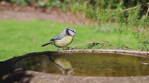 Eurasian Blue Tit Drinking.  A close up recording of a Eurasian blue tit drinking water from a bird bath in a domestic garden in northern England.