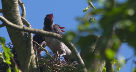 Hooded crow young fledgling chicks in tree nest slow motion
