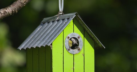 Pretty green garden birdhouse birds visit nest feeding food