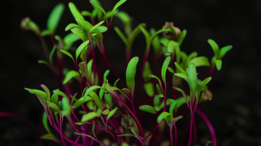  Maximize Your Space, Growing Microgreens Indoors