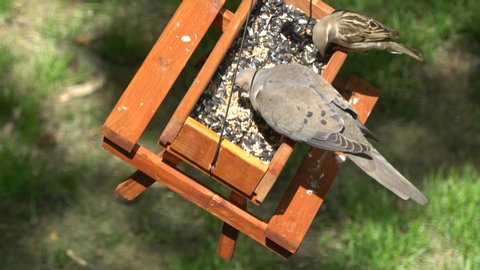 An American mourning dove and a house finch eating seeds on a wooden picnic table bird feeder