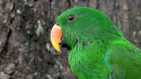 Green eclectus parrot side view, turning head, listening and looking
