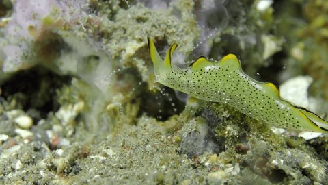 Light green nudibranch with dark green spots Ornate Elysia crawling at the bottom of the sea. Close up view