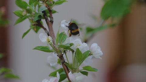 Bumble bee fly on spring blooming apple blossom