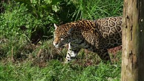 Jaguar prowling / walking in the long grass - Super slow motion - Stock Video Clip Footage