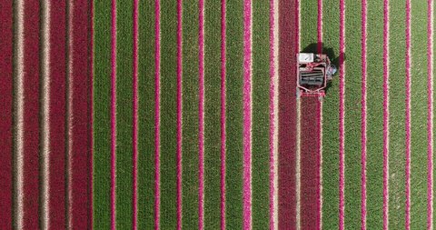 Top down view of Dutch polder farmer cutting purple tulips, deadheading tulips with farm machine row after row. Removing the tulipheads. The flowerheads are cut off by a machine. the Netherlands.