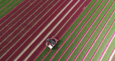Aerial drone view of Dutch polder farmer cutting purple tulips, deadheading tulips with farm machine row after row. Removing the tulipheads. The flowerheads are cut off by a machine. the Netherlands.