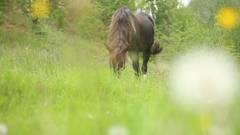 A tethered black horse grazes in a meadow and eats grass