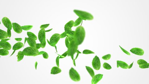 Abstract 3D animation of flying green mint leaf. Close up Render footage with fresh nice leaves on white background with alpha matte chanel. 4k.