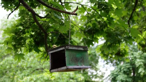 An old, decrepit bird feeder is hanging on a tree branch against a background of green leaves in rainy weather.