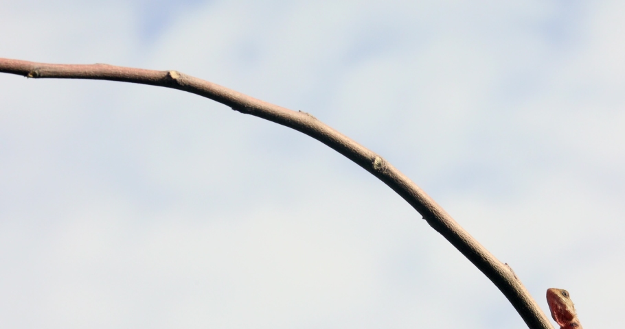 Lizards defecate on a branch	