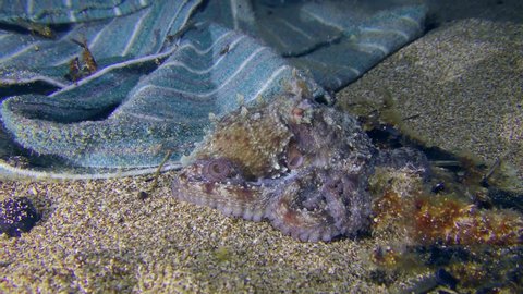 Sea pollution: an octopus (Octopus vulgaris) lies on the seabed near a piece of cloth lying on the ground.
