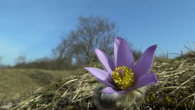 Wild Pulsatilla grandis - pasque flower blooming on spring, Central Moravia, Czech Republic, Europe