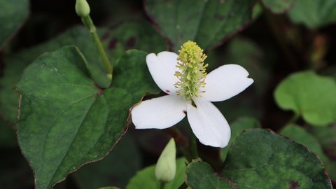 Houttuynia cordata, fish mint, fish leaf, rainbow plant, medicinal herb, used in salads, salsas, or cooked vegetables