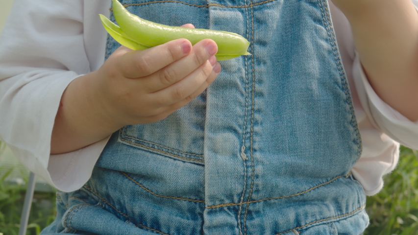 Little girl eating raw green peas in the garden. Summer harvest.