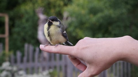 Wild Fledgling Great Tit On Womans Hand Calling Parent Birds