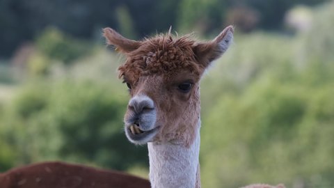 Alpaca Animal Close Up Of Head  Funny Hair Cut And Chewing Action