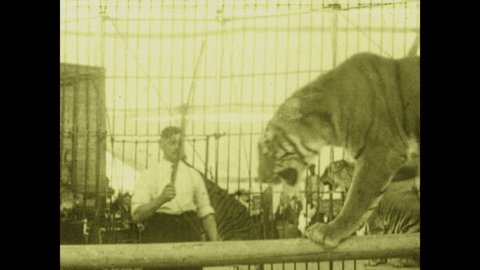 1940s: tiger walks on balance beam as trainer watches, tiger jumps, tightrope walker with umbrella walks, bounces, slides down rope under big top tent, upside-down acrobat climbs stairs with head