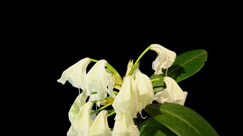 white rhododendron wilting time lapse