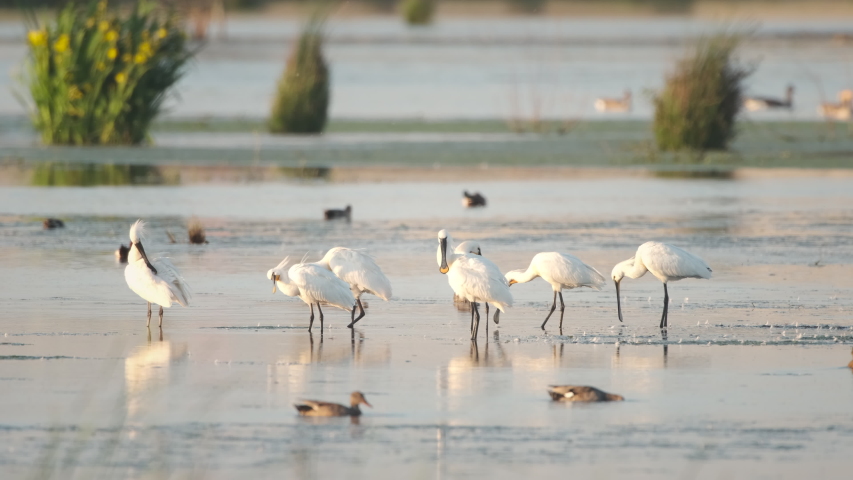 Eurasion Spoonbill (Platalea leucorodia) large, long-legged wading birds in the new Reevediep nature reserve near Kampen, Overijssel, during a beautiful springtime evening.