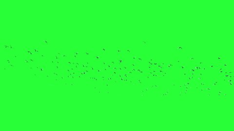 A large group of seagulls isolated on Green screen, chroma key background. A group of migratory birds moving toward the south in the sky. Wildlife. Flock of birds flies in strong winds.