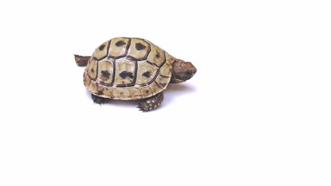 Small turtle walks on a white background 4k
