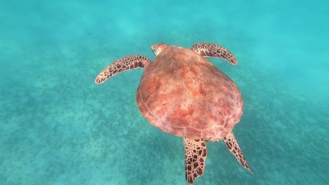 A turtle is swimming under the surface in Malaysian waters. The very colorful shell is lit by the sun's rays. She rises to the surface to take a breath, at a short distance from the shore, the boats.