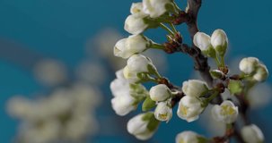 Spring flowers opening. Beautiful Spring Apricot tree blossom open timelapse, extreme close up. Time lapse of Easter fresh pink blossoming apricot closeup. Blooming backdrop on blue 4K UHD video
