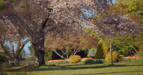 Cherry Blossom Tree in Park