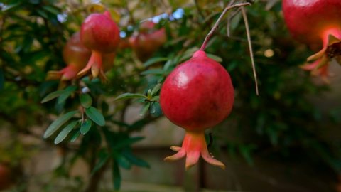 Ripe pomegranate fruits are growing on the branch of a pomegranate tree