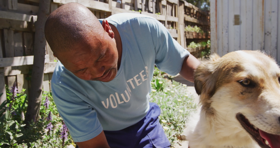 An African American male volunteer wearing a blue uniform at an animal shelter, grooming a dog, on a sunny day in slow motion Royalty-Free Stock Footage #1053345017