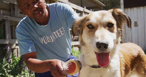 An African American male volunteer wearing a blue uniform at an animal shelter, grooming a dog, on a sunny day in slow motion