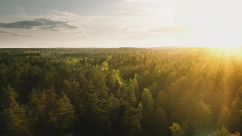 Aerial flight over coniferous forest in sunrise or sunset light. Birds eye marvelous view, fly over hilly area pine trees forest in early morning or evening golden hour, countryside woodland