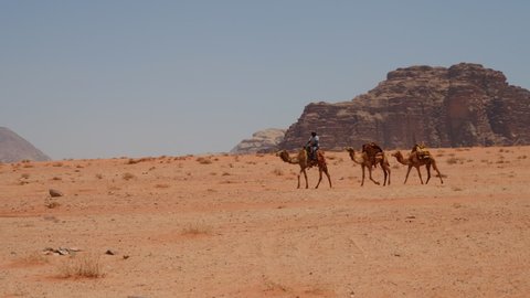 Camel caravan crossing the dry red desert of Wadi Rum with blue sky and rocky hills in background. Man riding camel with two following to form camel train.