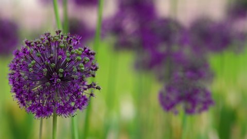 Closeup view macro 4k video footage of beautiful cute rounded purple flowers growing in spring or summer flowerbed in city park outdoors.