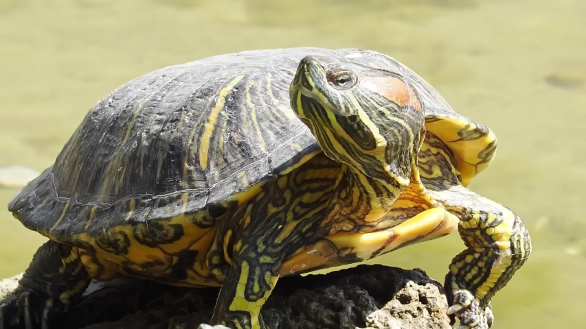 Close-up of a Turtle Lying Stock Footage Video (100% Royalty-free ...