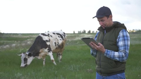 The livestock farmer is engaged in breeding dairy cows, uses a tablet and modern technologies in his work. Agricultural land of cattle.