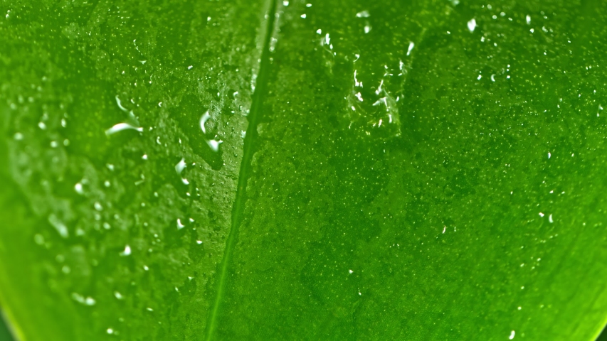 Super Slow Motion Shot of Water Drop Flows Down on a Leaf at 1000fps. | Shutterstock HD Video #1053361985