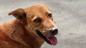 4K Video : Young brown street dog relaxing on road during day time.  