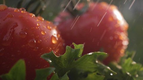 Beautiful red ripe tomatoes grown in a greenhouse, drops of water macro video. Raw organic vegetables food fresh tomato cherry. Detox diet fresh tomato. Organic harvest in garden, farming, agriculture