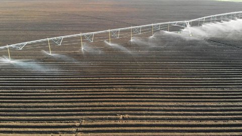vegetable field and irrigation equipment. potato field irrigated by a pivot sprinkler system. crop Irrigation using the center pivot sprinkler system