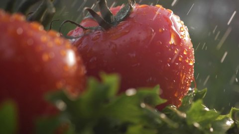 fresh tomato harvest for traditional italian cuisine & foods. Organic farming authentic video. Vegetable garden, agriculture farm field scene. Organic fresh harvest in vegetable garden, nutrition